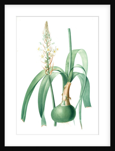Ornithogalum longibracteatum, Ornithogale à longues bractées, Sea onion; False sea onion by Pierre Joseph Redouté