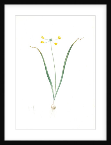 Allium scorzoneraefolium, Ail à feuilles se scorzonère by Pierre Joseph Redouté