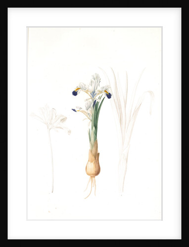 Iris Persica, Iris de Perse by Pierre Joseph Redouté