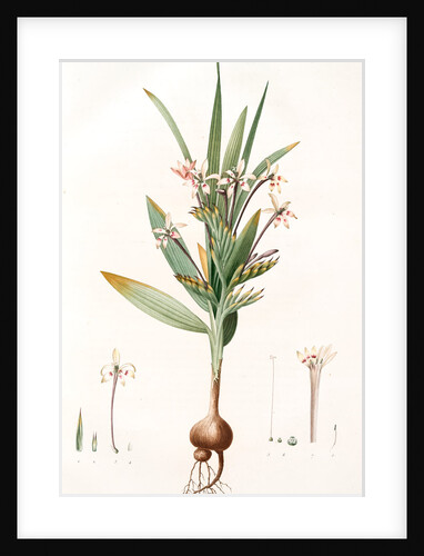 Gladiolus tubiflorus, Glayeul tubiflore by Pierre Joseph Redouté