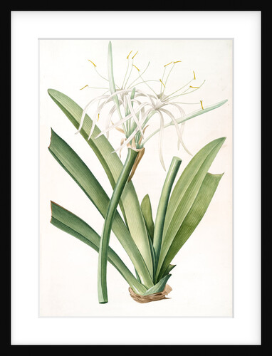 Pancratium declinatum, Hymenocallis caribaea; Pancrace à tiges penchèes, Caribbean Spider-Lily by Pierre Joseph Redouté