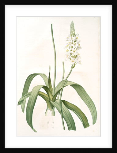 Ornithogalum lacteum, Ornithogale blanc de lait by Pierre Joseph Redouté
