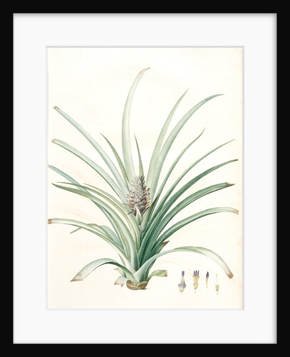 Bromella ananas, Ananas sativus; Bromella cultivé; Pineapple by Pierre Joseph Redouté