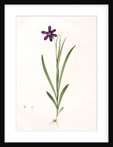 Ixia grandiflora, Sparaxis; Ixia à grandes fleurs by Pierre Joseph Redouté