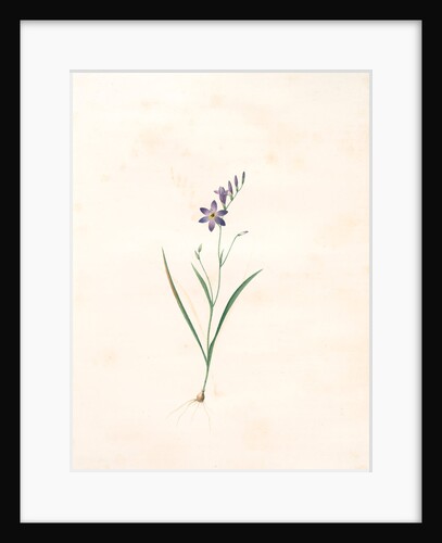 Ixia secunda, Ixia unilatérale, Corn Lily; Wand Lily by Pierre Joseph Redouté