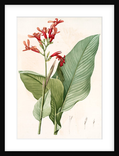 Canna gigantea, Canna latifolia; Balisier géant by Pierre Joseph Redouté