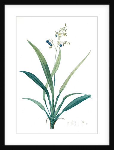 Dianella ensifolia, Dianella nemorosa; Flax Lily; Dianelle en Glaive by Pierre Joseph Redouté