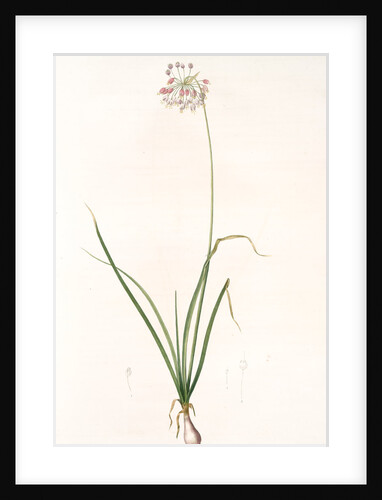 Allium cernuum, Ail à fleurs pendantes, Nodding Wild Onion by Pierre Joseph Redouté