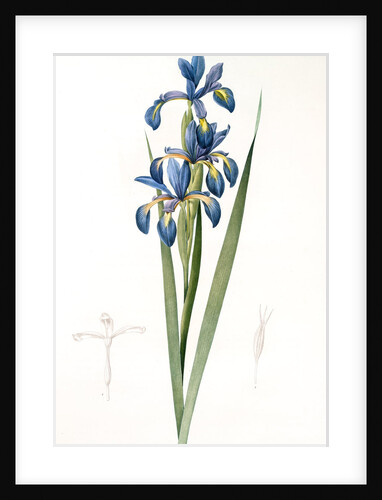Iris spuria; Iris batarde by Pierre Joseph Redouté