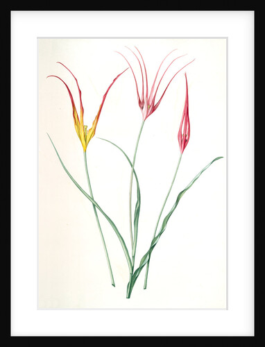 Tulipa cornuta, Tulipa acuminata; Tulipe à fleurs pointues; Turkish Tulip by Pierre Joseph Redouté