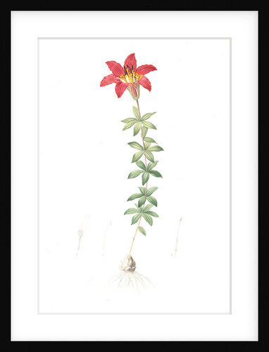 Lilium philadelphicum, Lis de Philadelphie; Glade Lily or Wood Lily by Pierre Joseph Redouté