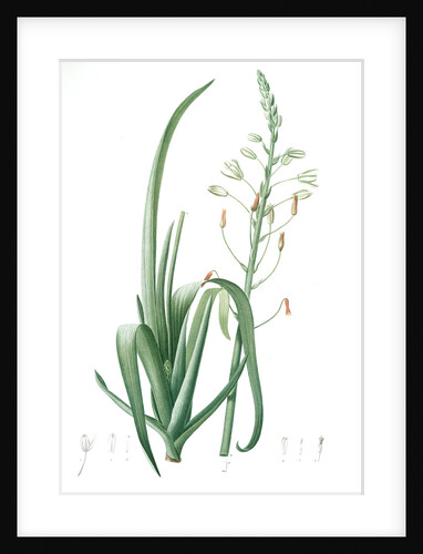 Albuca cornuta, Albuca altissima; Albuca cornue; Cape Asphodel, Albuca maxima by Pierre Joseph Redouté