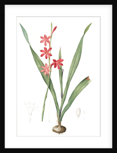 Gladiolus merianus, Watsonia sp; Glaïeul de Merian, Buglelily by Pierre Joseph Redouté