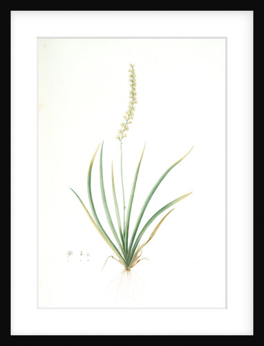 Tofieldia palustris, Tofieldie des marais; False Asphodel, Scotch Asphodel by Pierre Joseph Redouté