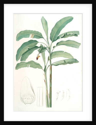 Musa paradisiaca, Bananier cultivé; Cultivated Banana (Plant) by Pierre Joseph Redouté