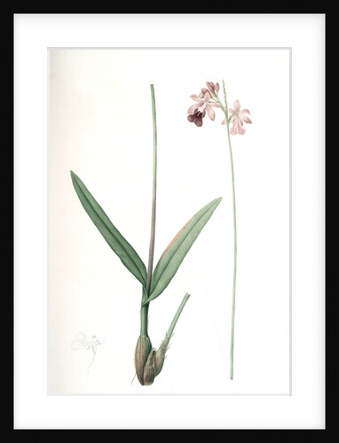 Epidendrum bifidum, Epidendre á deux lobes, Thicket butterfly orchid by Pierre Joseph Redouté