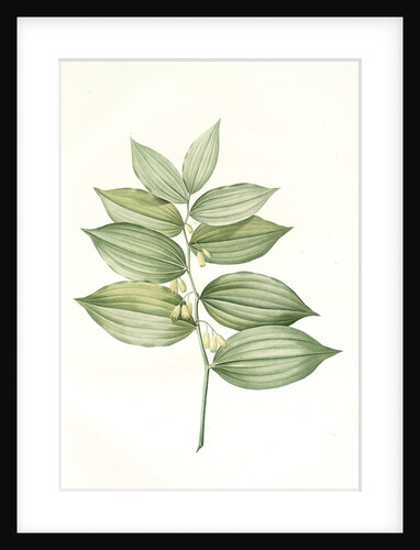 Polygonatum latifolium, Polygonatum verticille, Solomon's Seal by Pierre Joseph Redouté