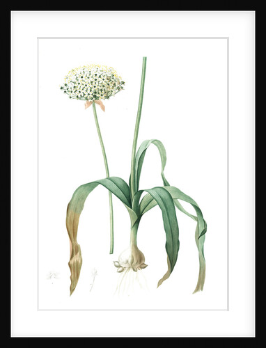 Allium nigrum, Ail noir, Black garlic by Pierre Joseph Redouté