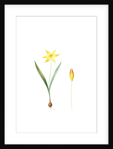 Tulipa Celsiana, Tulipa australis; Tulipe de Cels, Wild Tulip Australis by Pierre Joseph Redouté