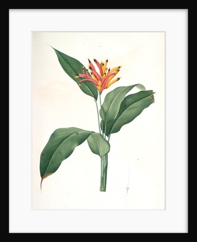 Heliconia psittacorum, Héliconia des Perroquets; Parrot Flower by Pierre Joseph Redouté