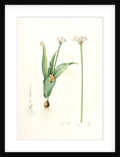 Allium sulcatum, Allium neapolitanum; Ail cannelé, Naples onion by Pierre Joseph Redouté