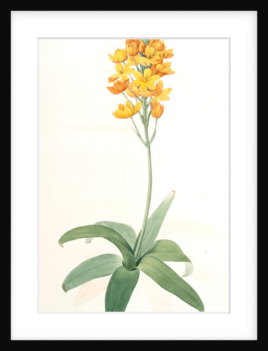 Ornithogalum aureum, Ornithogalum thyrsoides var. aureum; Ornithogale doré, Golden Ornithogalum by Pierre Joseph Redouté