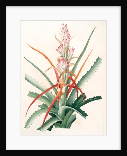 Bromella pinguin, Bromelia Pinguin; Ananas sauvage; Pinguin by Pierre Joseph Redouté