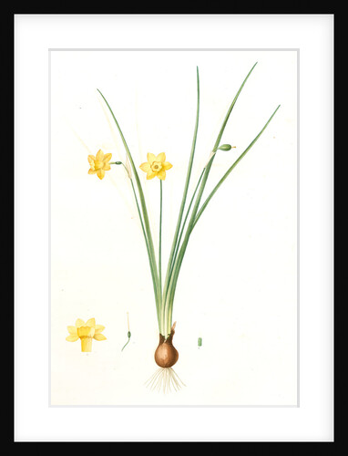 Narcissus lætus, Narcisse joyeux by Pierre Joseph Redouté