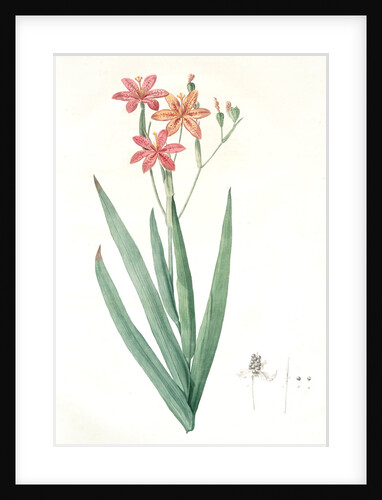 Belamcanda, Belamcanda punctata; Blackberry lily by Pierre Joseph Redouté