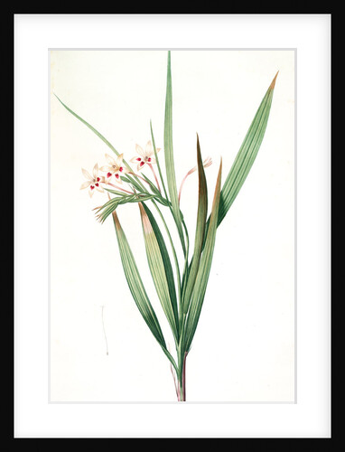 Gladiolus tubatus, Glaïeul en trompette by Pierre Joseph Redouté