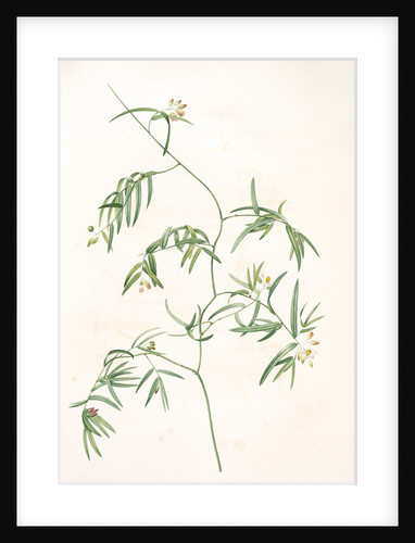 Medeola angustifolia, Geitonoplesium cymosum; Medeola à feuilles étroites by Pierre Joseph Redouté