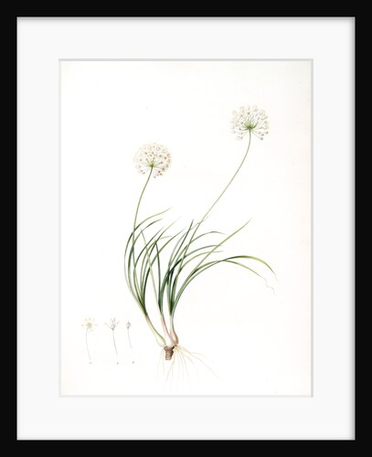 Allium denudatum, Ail dénudé by Pierre Joseph Redouté