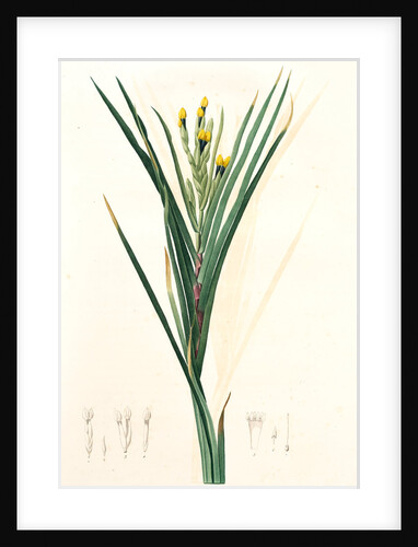 Witsnia Maura, Witsenia maure (unsigned), Bokmakierie's Tail by Pierre Joseph Redouté