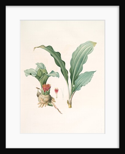Haemanthus puniceus, Hemanthe à feuilles de colchique, Blood Lily by Pierre Joseph Redouté
