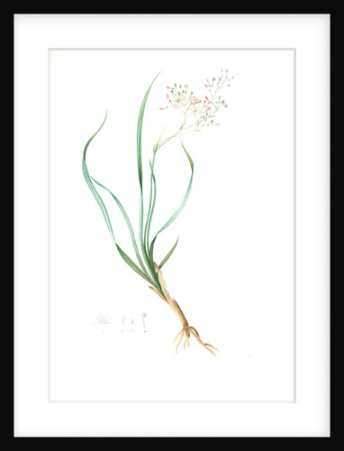 Phalangium bicolor, Simethis bicolor; Phalangère bicolore by Pierre Joseph Redouté