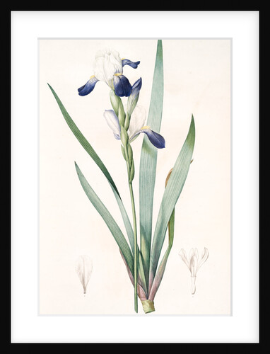 Iris amoena, Iris hybrida; Iris agréable, Bearded Iris by Pierre Joseph Redouté