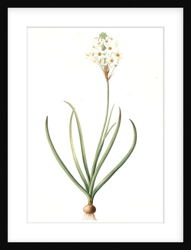 Ornithogalum arabicum, Ornithogale d'Arabie, Star of Bethlehem by Pierre Joseph Redouté