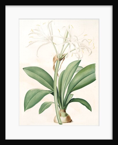 Pancratium fragrans, Hymenocallis sp; Pancrace odorant, Spider Lily by Pierre Joseph Redouté