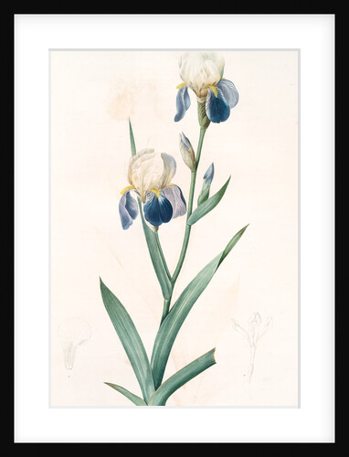 Iris sambucina, Iris à l'odeur de sureau, Elder-scented Iris by Pierre Joseph Redouté