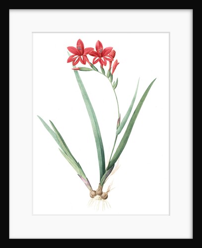 Gladiolus cardinalis, Glaieul cardinal; Waterfall Gladiolus, New Year Lily; Superb Gladiolus by Pierre Joseph Redouté