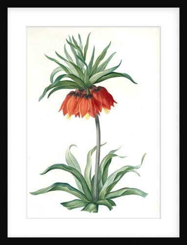 Fritillaria imperialis, Fritillaire impériale; Crown Imperial by Pierre Joseph Redouté