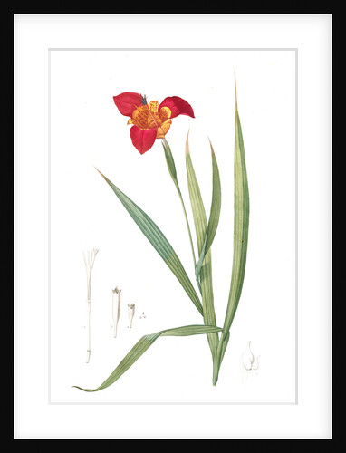 Tigridia Pavonia, Tigridie queue de Paon by Pierre Joseph Redouté