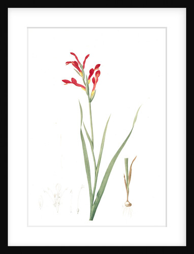 Antholyza cunonia, Antholyse papilionacée, Gladiolus; Sword Lily; Corn flag; Scarlet-flowered Antholyza by Pierre Joseph Redouté