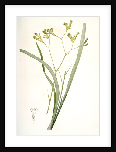 Anigozanthos flavida, Anigosanthos flavida; Anigosanthe jaunâtre; Australian Sword Lily by Pierre Joseph Redouté