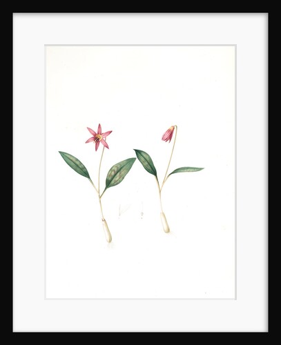 Erythronium dens-canis, Erythronium dens canis;Erythrone dent de chien, dog's-tooth violet; adder's tongues by Pierre Joseph Redouté