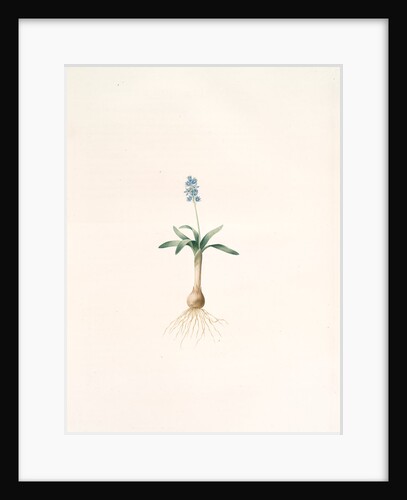 Scilla lingulata, Scille à feuilles linguiformes by Pierre Joseph Redouté