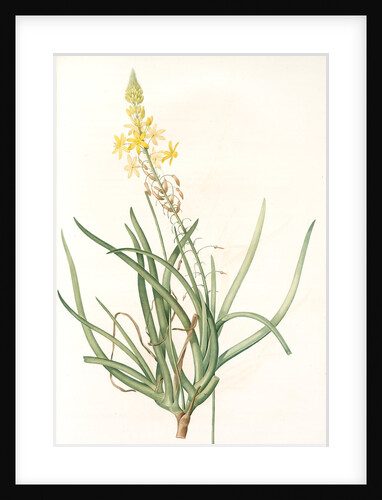 Anthericum frutescens, Bulbine fruitscens by Pierre Joseph Redouté