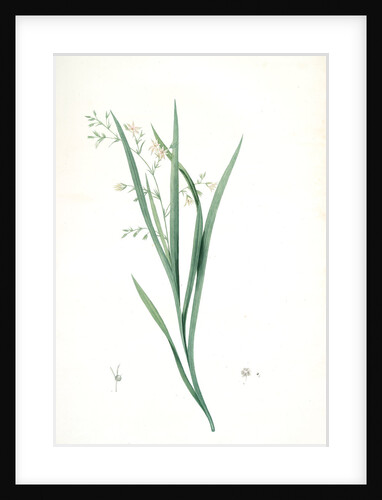 Diasia graminifolia, Melasphaerula graminea; Diasie à feuilles de gramen, Grass-leaved Melasphaerula by Pierre Joseph Redouté