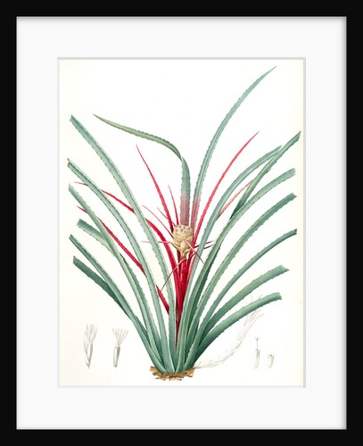 Bromella Karatas, Karatas Plumieri; Ananas karatas by Pierre Joseph Redouté