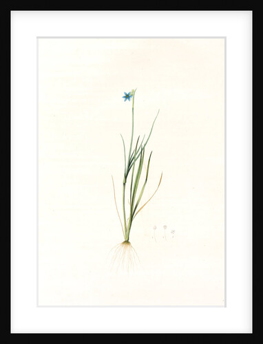 Sisyrinchium gramineum, Sisyrinchium angustifolium; Bermudienne à petites fleurs; Blue-eyed Grass by Pierre Joseph Redouté